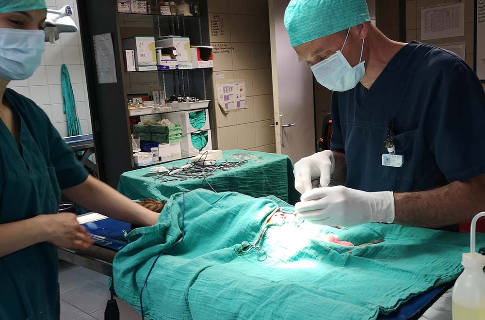 Chirurgie à la Clinique vétérinaire des Cerisioz à Saint-Priest - Lyon